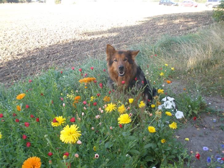 Blanding af racer Amanda - R.I.P :'(  - Amanda elsker at sætte sig lige oven i mors blomster! :-D  billede 14