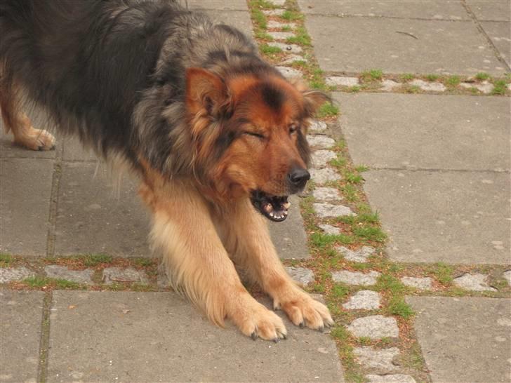 Blanding af racer Amanda - R.I.P :'(  - Gaaaaab ;-) Sommer 2010. billede 15