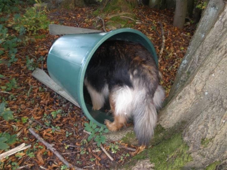 Blanding af racer Amanda - R.I.P :'(  - Tossede hund! :-D  billede 16