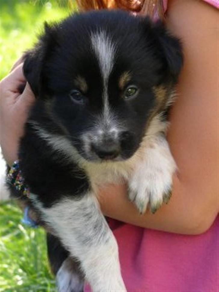 Border collie kep Guldenland - 4 uger gammel billede 4
