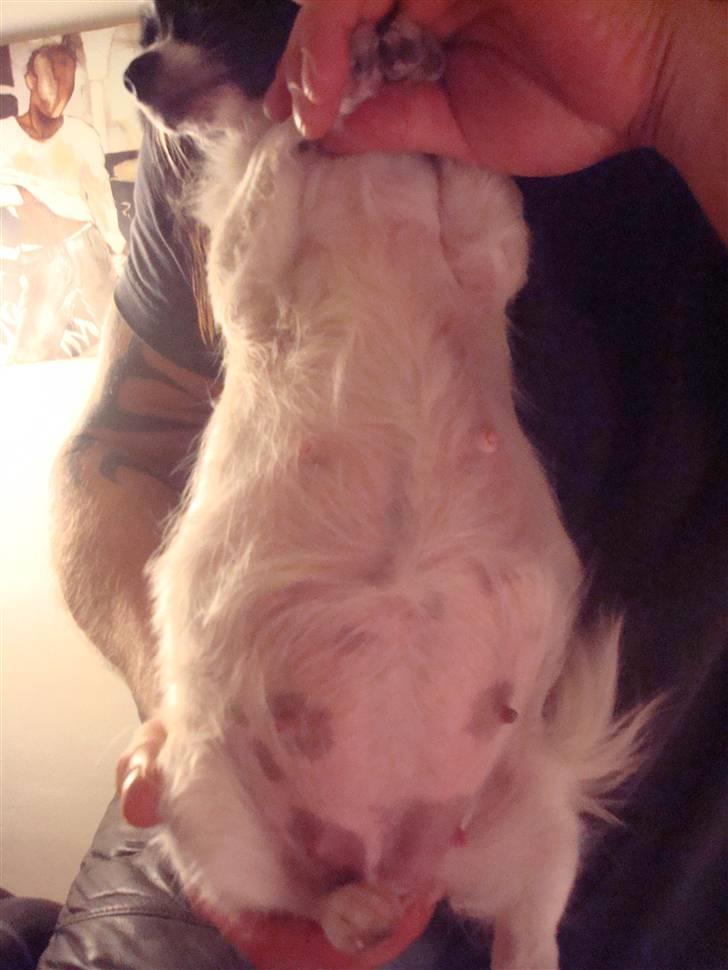 Chihuahua Fendi - Fendi`s smukke mave på 54. dagen billede 17