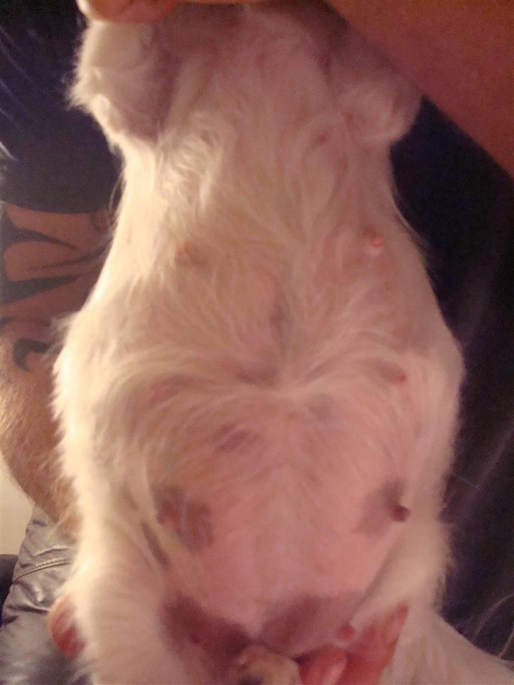 Chihuahua Fendi - 54 dage henne billede 18