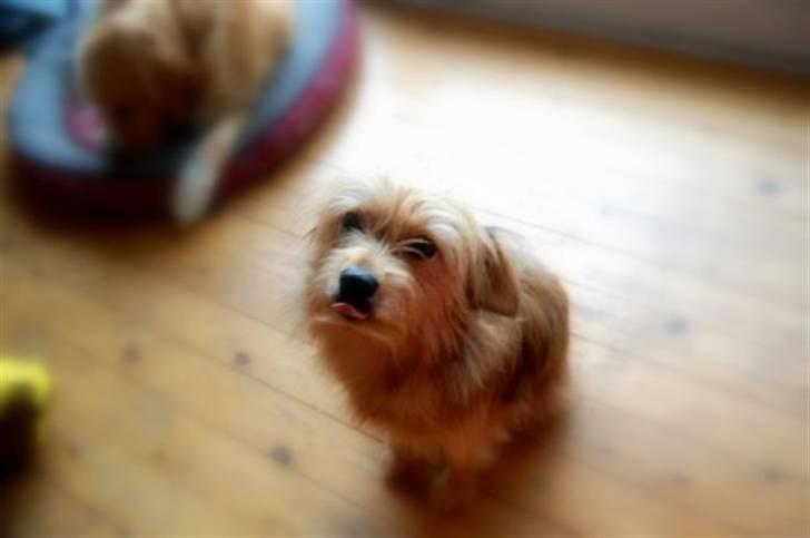 Blanding af racer Chica billede 1