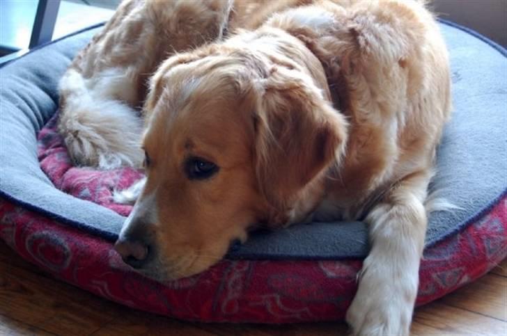 Blanding af racer Mira billede 11