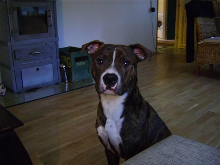 Amerikansk bulldog Cosmo billede 1