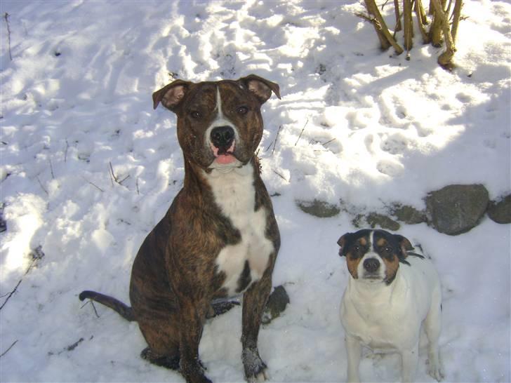 Amerikansk bulldog Cosmo billede 2