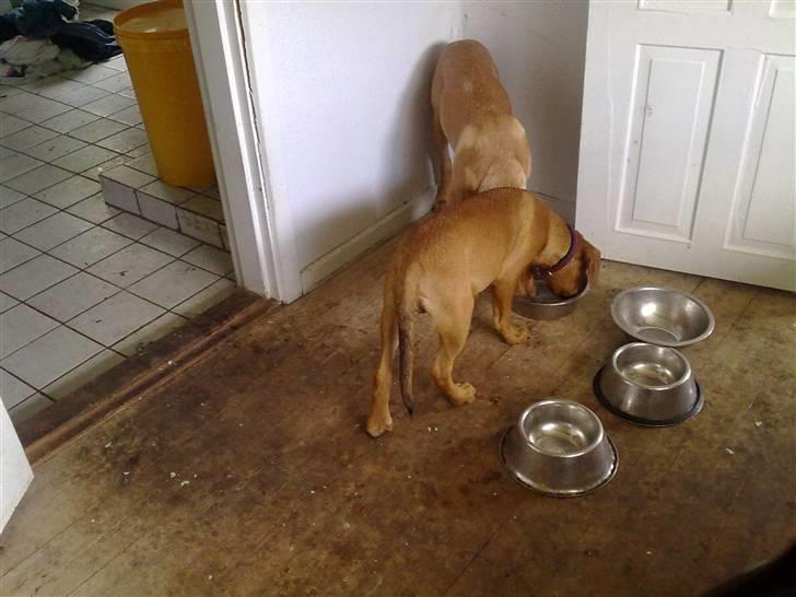 Blanding af racer Bamse billede 1