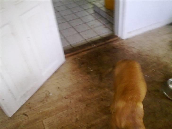 Blanding af racer Bamse billede 2