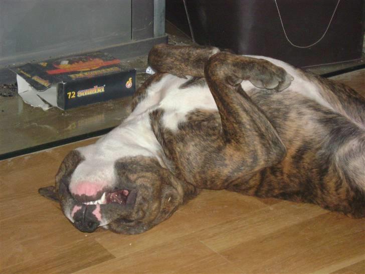 Amerikansk bulldog Cosmo billede 3