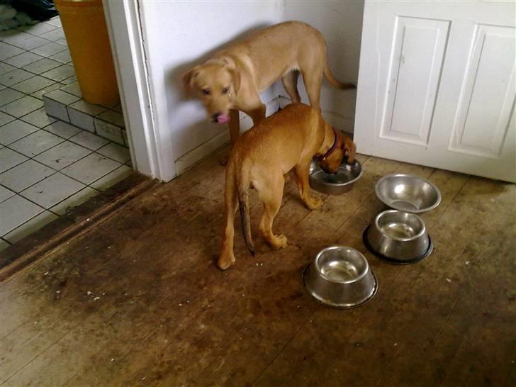 Blanding af racer Bamse billede 3