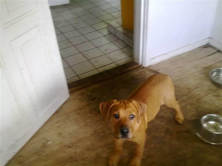 Blanding af racer Bamse billede 4