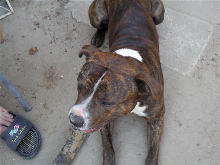 Amerikansk bulldog Cosmo billede 4