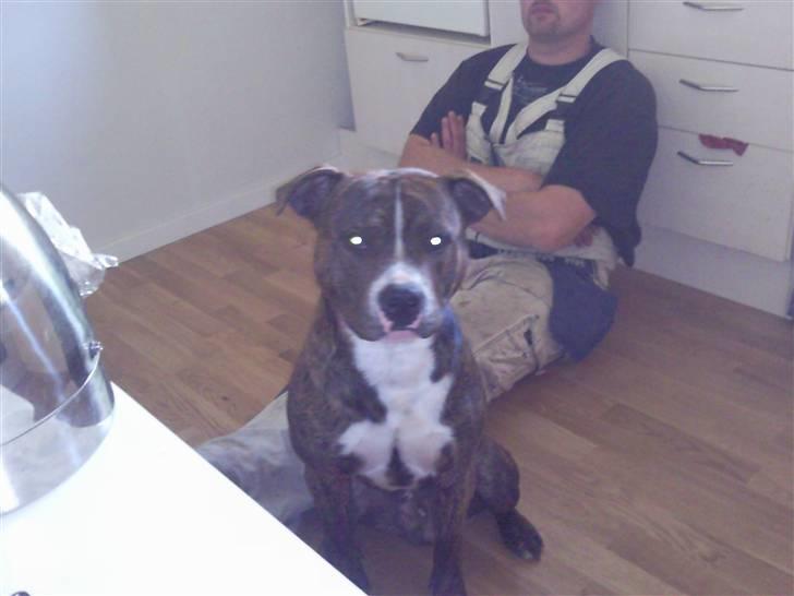 Amerikansk bulldog Cosmo billede 5