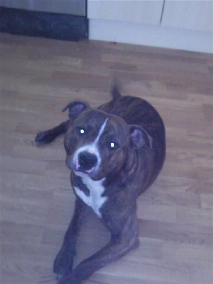 Amerikansk bulldog Cosmo billede 6