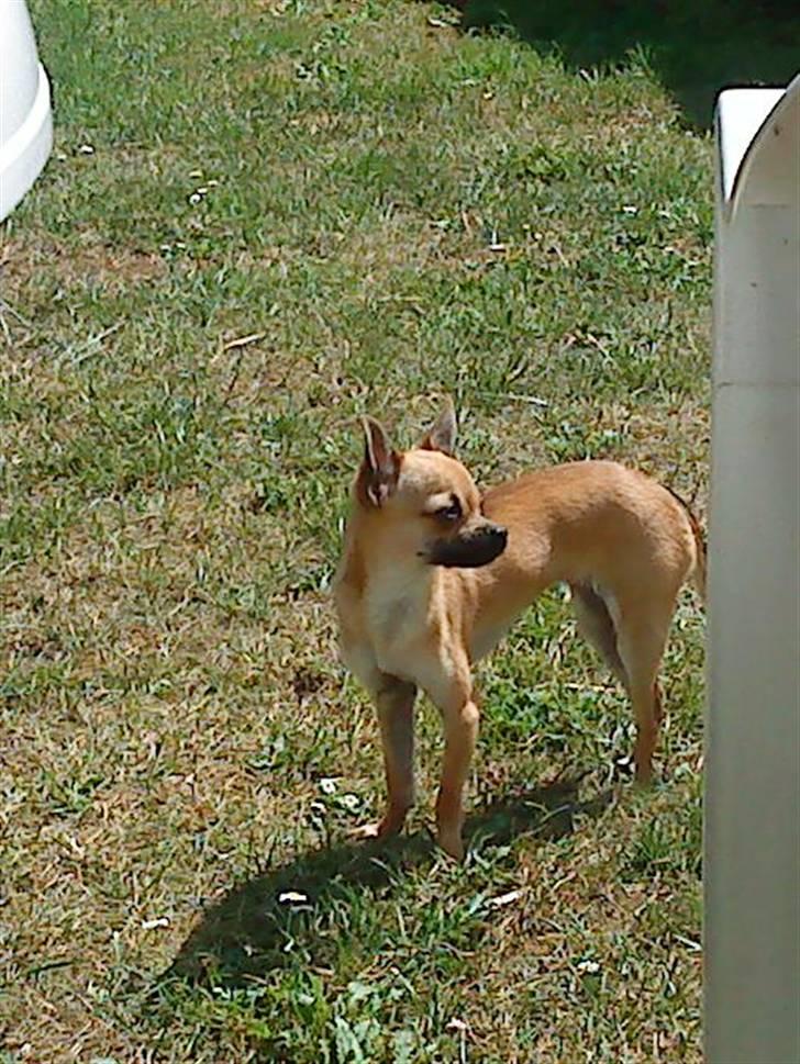 Chihuahua °º• ¤ Tilde ¤ •º° billede 7