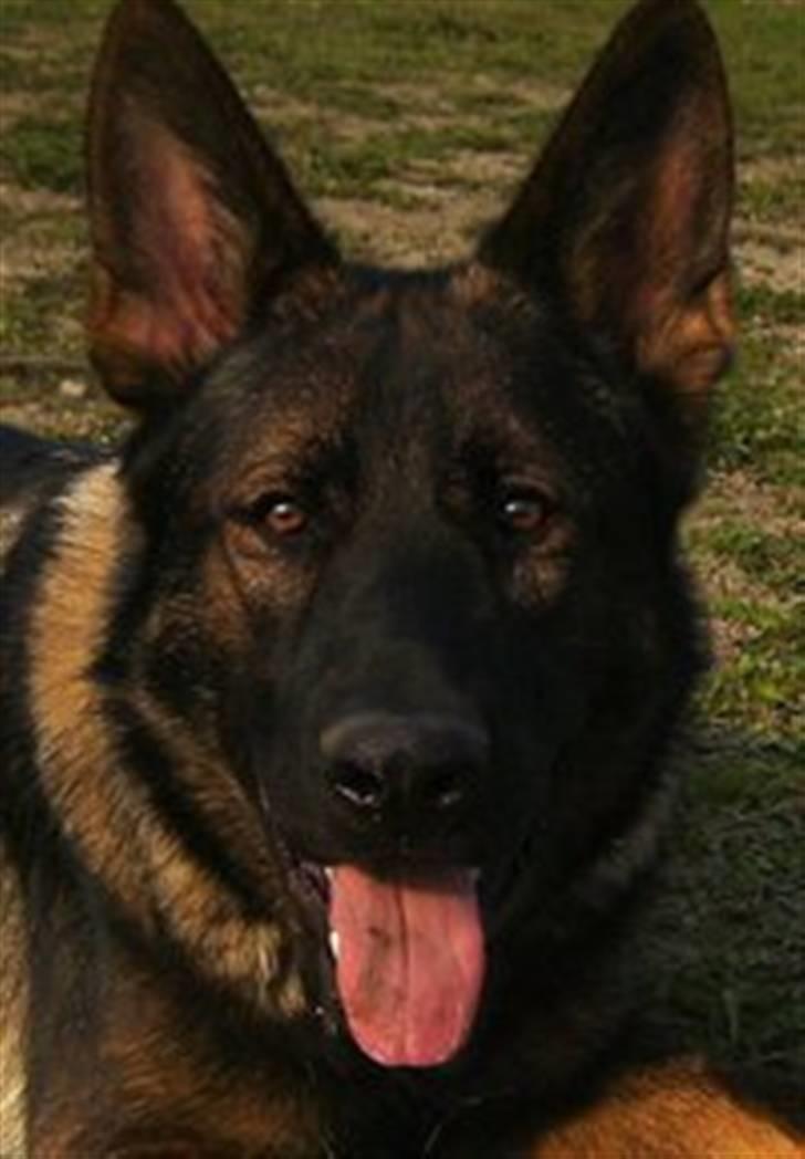 Schæferhund Kenzally´s Alpha (Kenzo) R.I.P   : ( - Min smukke Kenzo dreng 9 måneder gammel billede 13