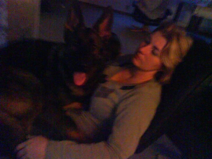 Schæferhund Kenzally´s Alpha (Kenzo) R.I.P   : ( - Mor´s lille skødehund..han havde fået lov at komme med mig på arbejde.. Kenzo elsker hvis han kan få lov at komme op og putte, gad vide om han selv ved hvor stor han er ; ) billede 14