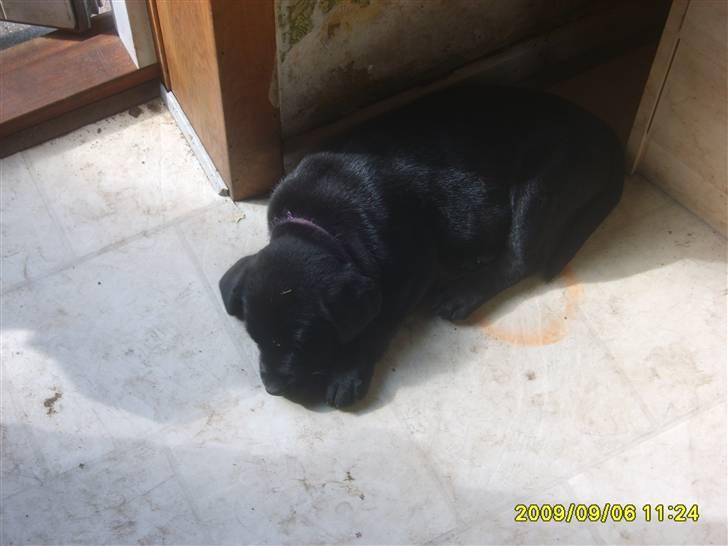 Labrador retriever Stacey, - 8 ugers billede billede 9