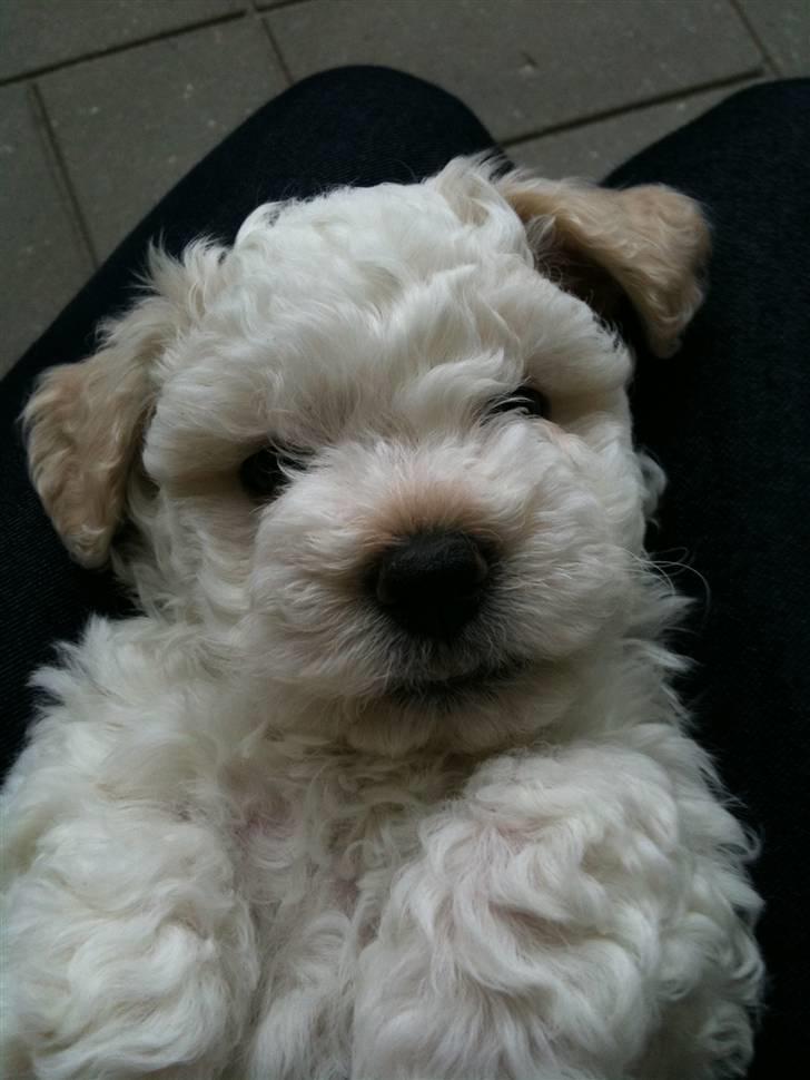 Bichon havanais Nugga - 7 uger billede 1