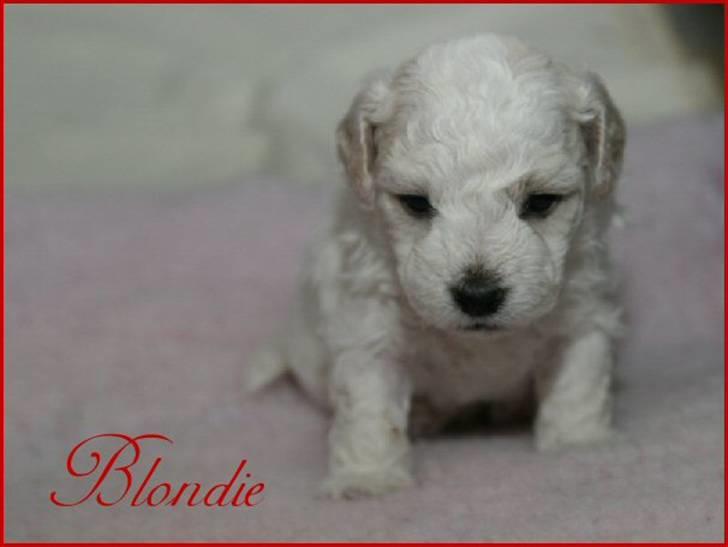 Bichon havanais Nugga - 3 uger billede 2