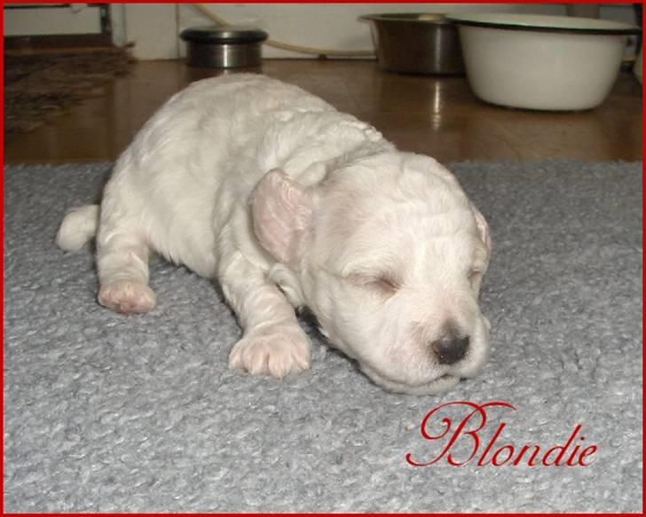 Bichon havanais Nugga - 2 uger billede 3