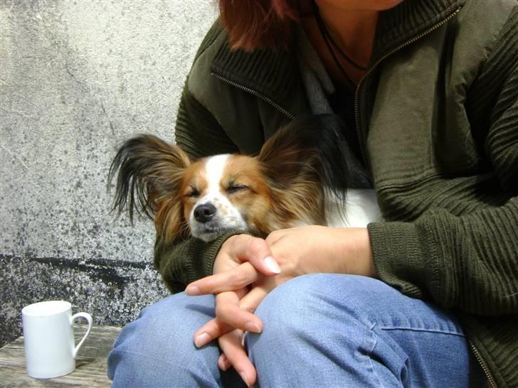 Papillon Fie- fitte **mosters** billede 13