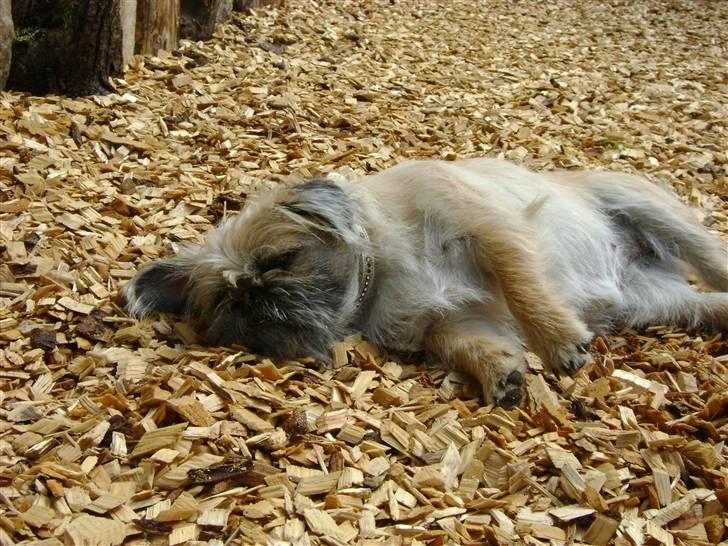 Blanding af racer Müsli R.I.P billede 1