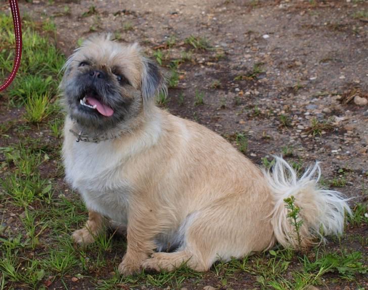 Blanding af racer Müsli R.I.P billede 2