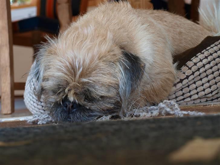 Blanding af racer Müsli R.I.P billede 4