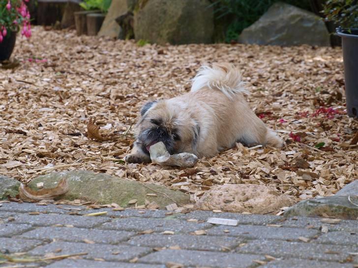 Blanding af racer Müsli R.I.P billede 5