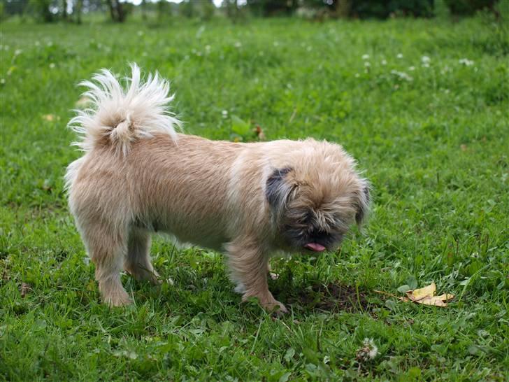 Blanding af racer Müsli R.I.P billede 6