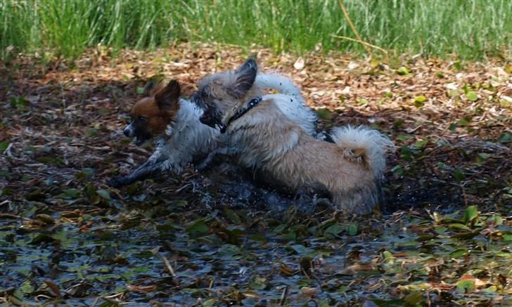 Blanding af racer Müsli R.I.P billede 7