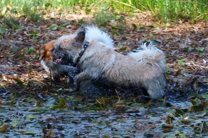 Blanding af racer Müsli R.I.P billede 8