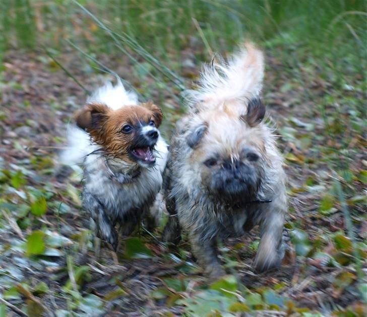 Blanding af racer Müsli R.I.P billede 9