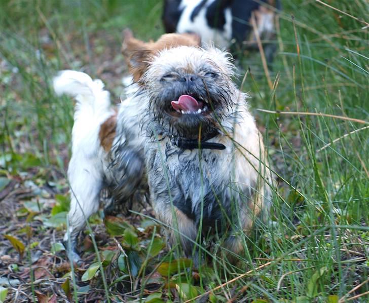 Blanding af racer Müsli R.I.P billede 10
