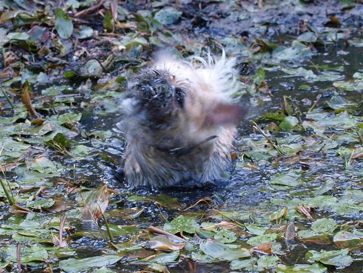 Blanding af racer Müsli R.I.P billede 11