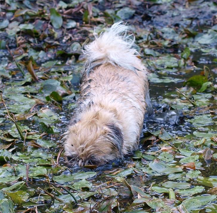 Blanding af racer Müsli R.I.P billede 12