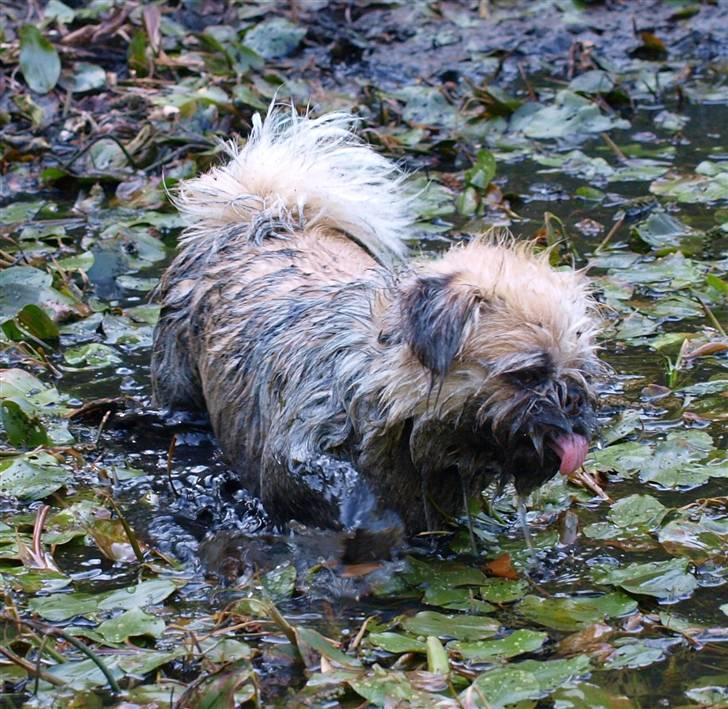 Blanding af racer Müsli R.I.P billede 13