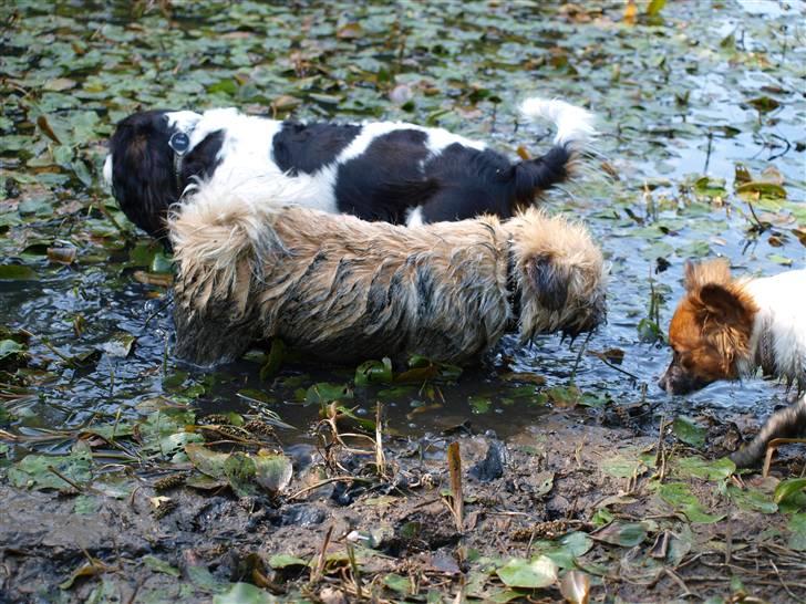 Blanding af racer Müsli R.I.P billede 14