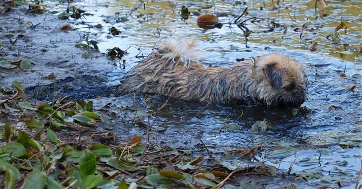 Blanding af racer Müsli R.I.P billede 15