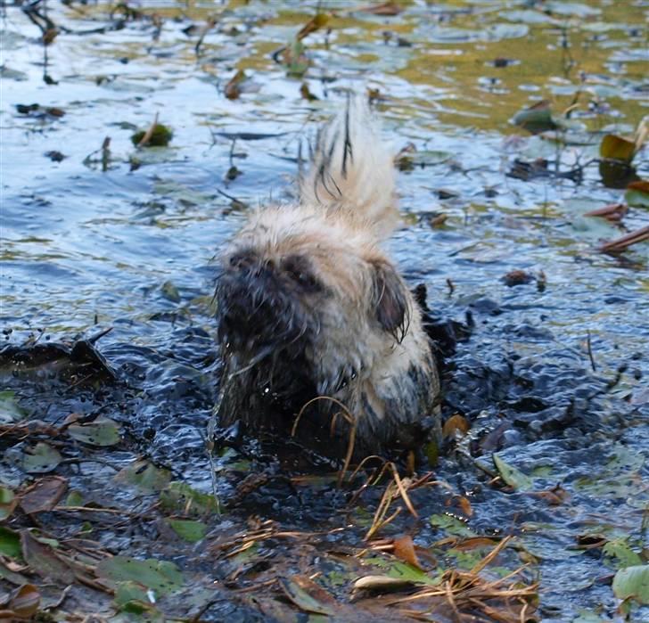 Blanding af racer Müsli R.I.P billede 16