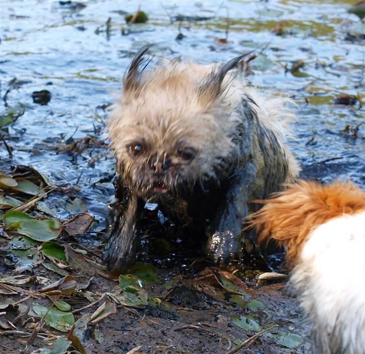 Blanding af racer Müsli R.I.P billede 17