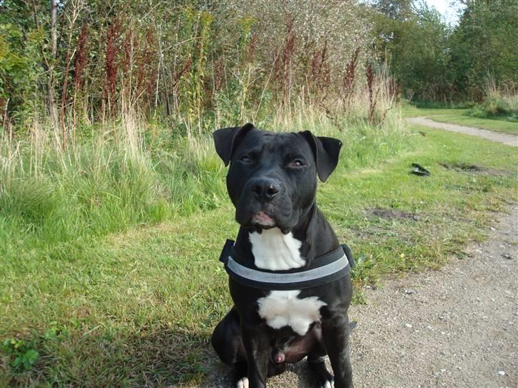 Amerikansk staffordshire terrier Cato billede 1