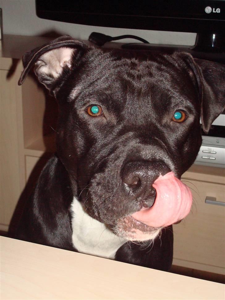 Amerikansk staffordshire terrier Cato billede 2