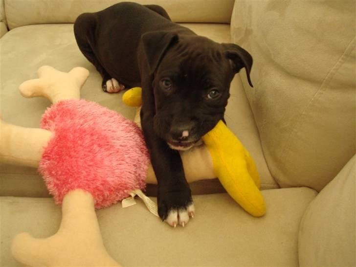 Amerikansk staffordshire terrier Cato billede 3