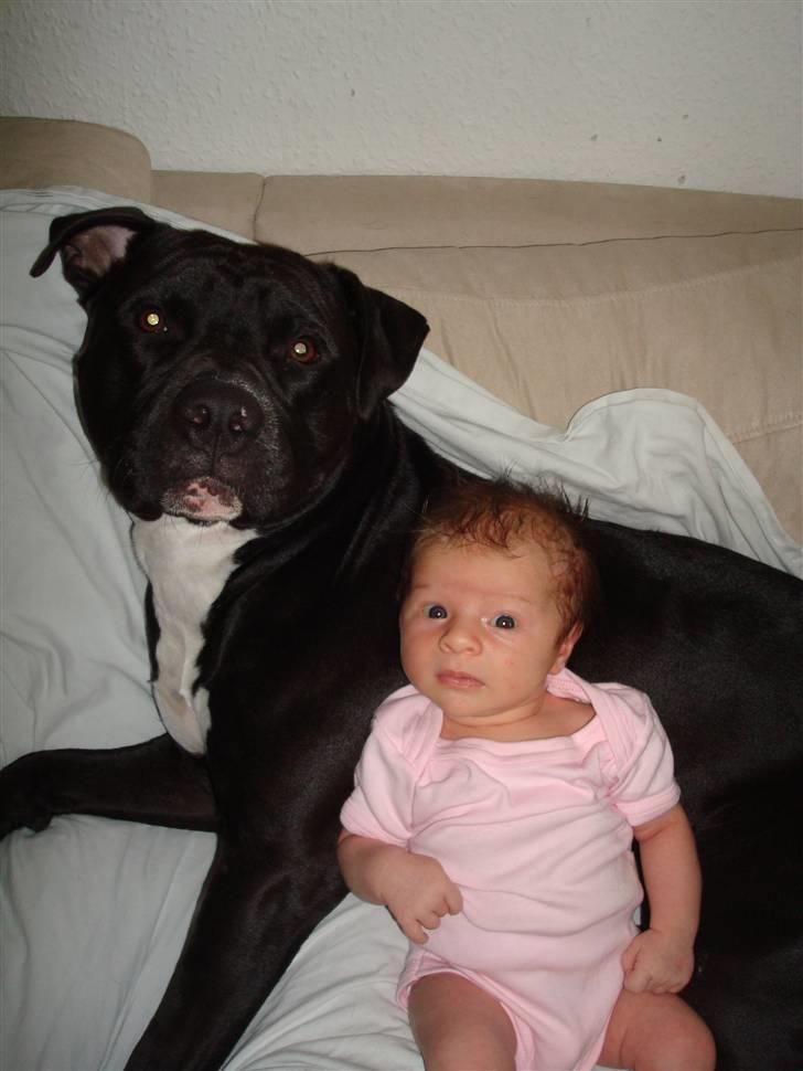 Amerikansk staffordshire terrier Cato billede 4