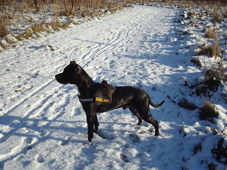 Amerikansk staffordshire terrier Cato billede 5