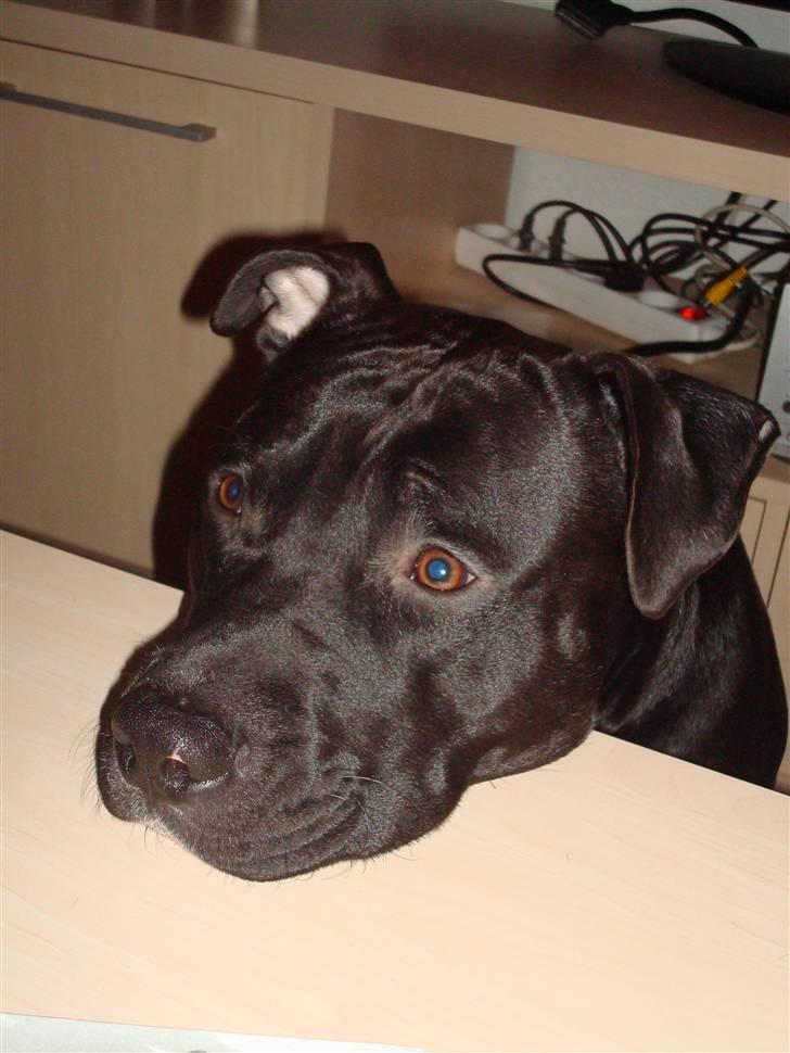 Amerikansk staffordshire terrier Cato billede 6