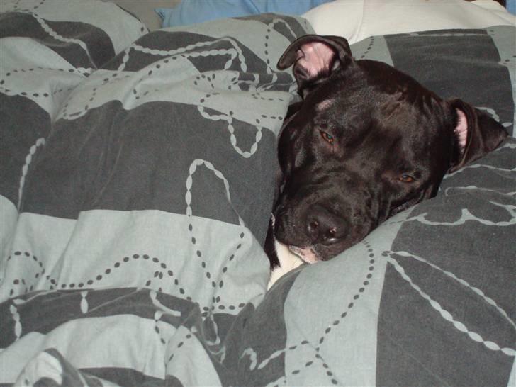 Amerikansk staffordshire terrier Cato billede 7