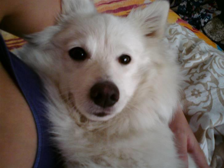 Japansk spids Dubi billede 7